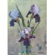 Iris flowers (370)